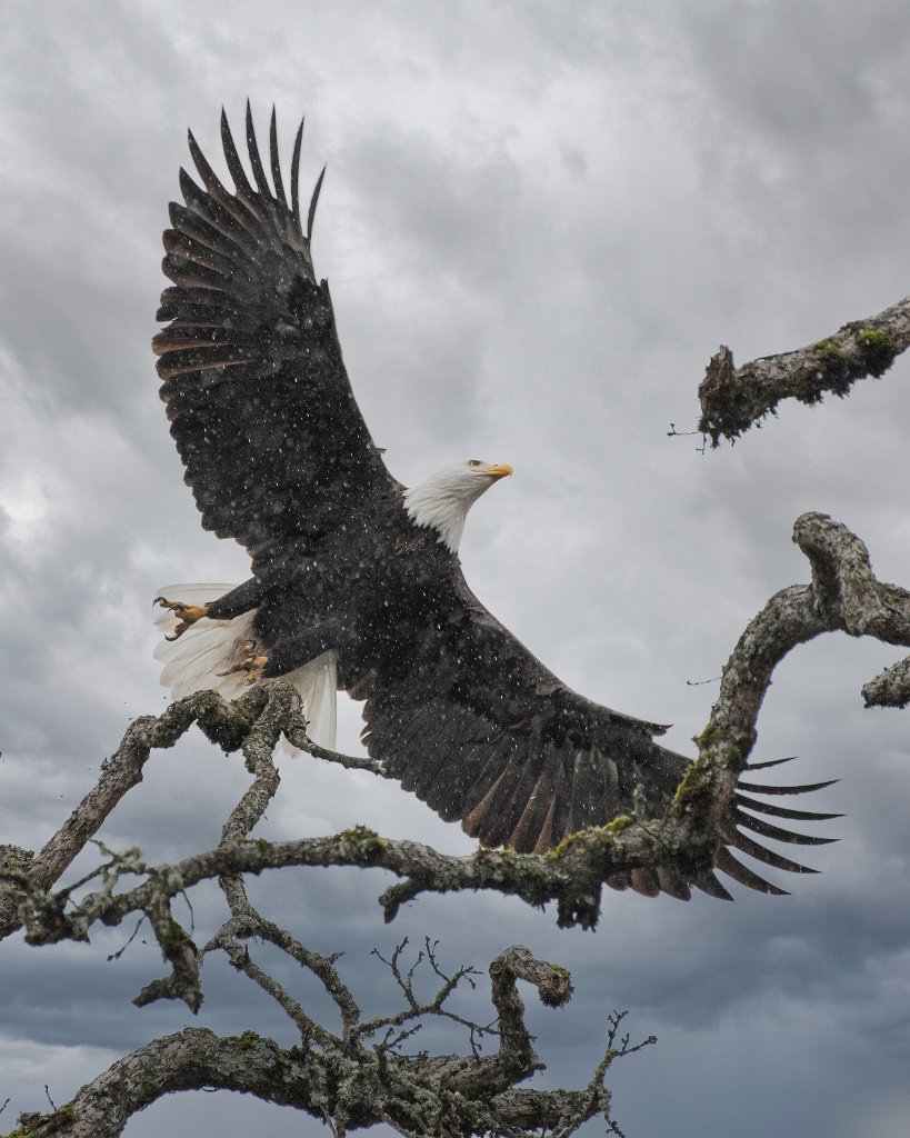 D85_6945-Edit.jpg - Bald Eagle