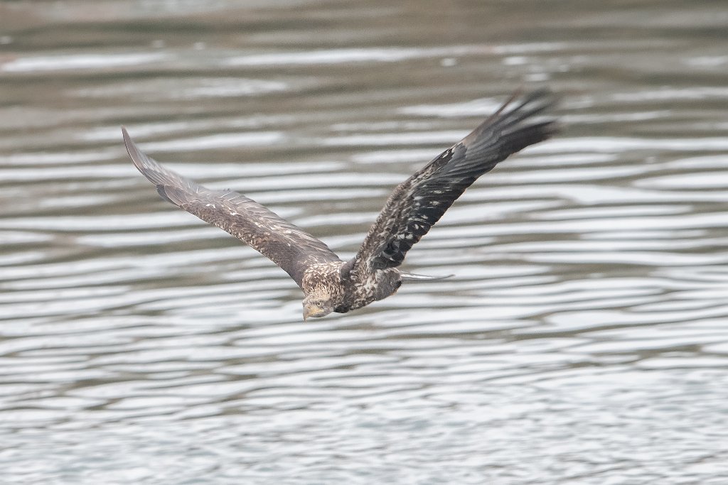 D85_7130.jpg - Juvenile Bald Eagle