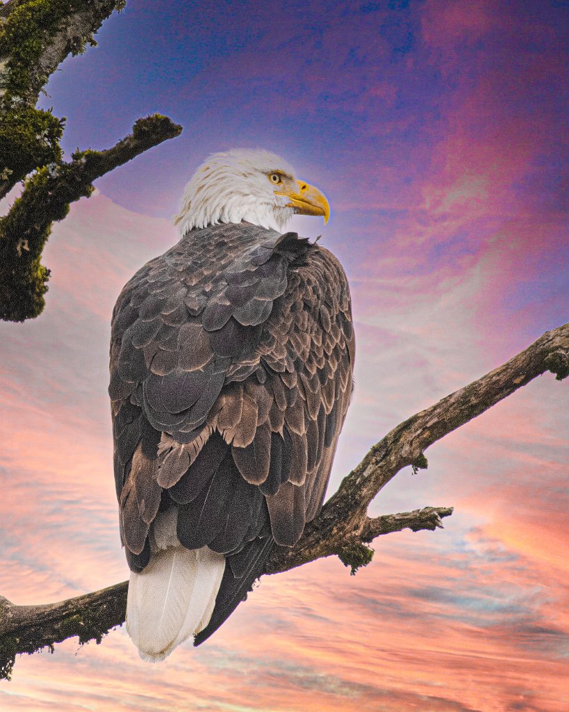 D85_8307-Edit-2-Edit.jpg - Bald Eagle