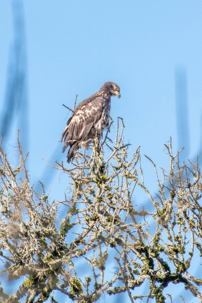 D85_9096.jpg - Juvenile Bald Eagle