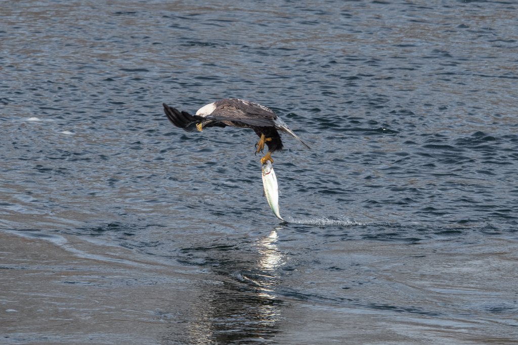 D85_9291.jpg - Bald Eagle with lunch