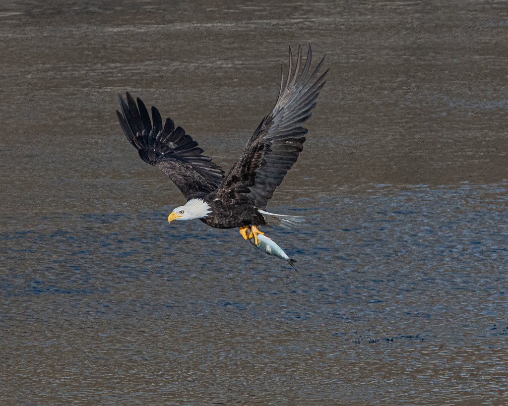 D85_9381.jpg - Bald Eagle - The Dalles Dam