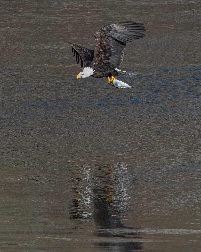 D85_9382.jpg - Bald Eagle - The Dalles Dam