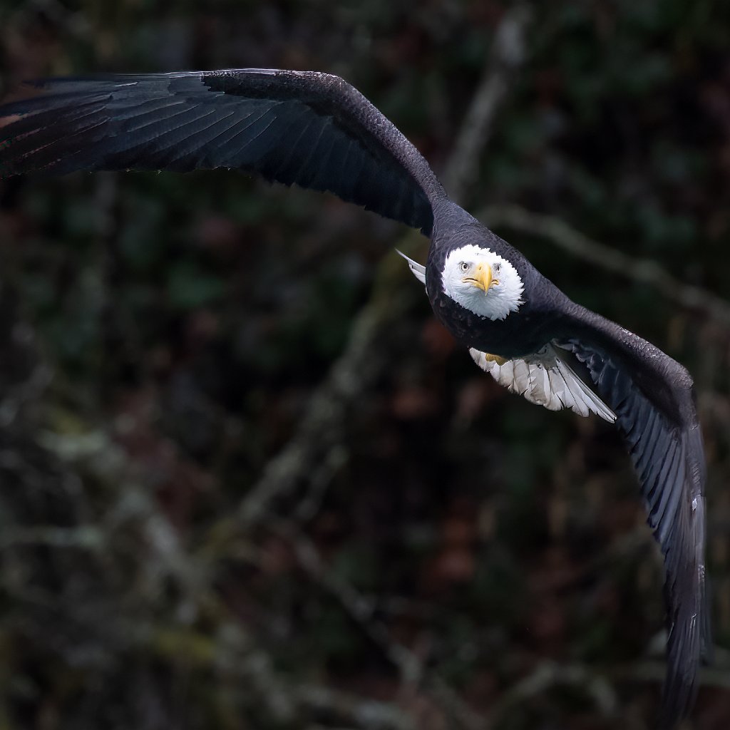 Z09_1090-Edit-Enhanced-SR.jpg - Bald Eagle, Lewis River, WA