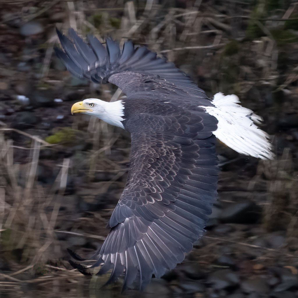 Z09_1118-Edit.jpg - Bald Eagle, Lewis River, WA