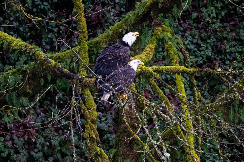 Z09_1125.jpg - Bald Eagle, Lewis River, WA