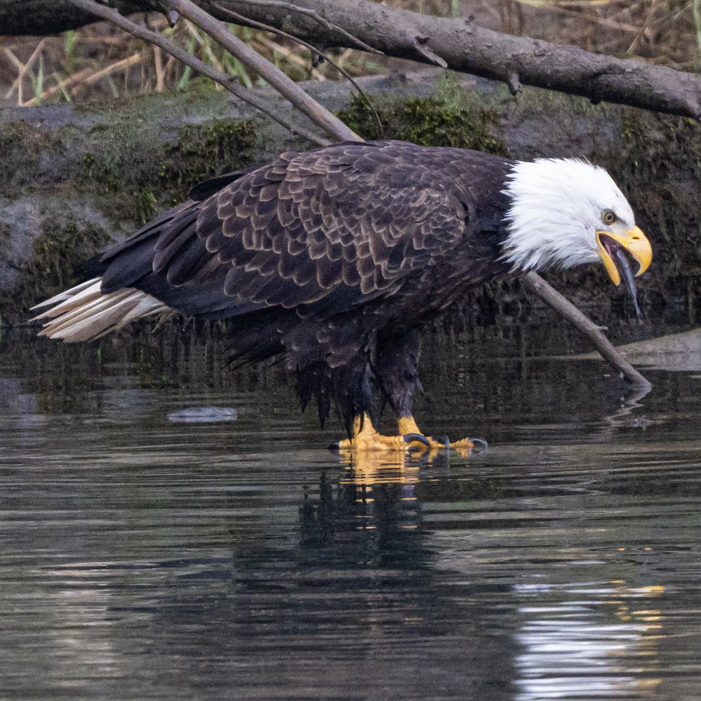 Z09_1210-Enhanced-SR.jpg - Bald Eagle, Lewis River, WA