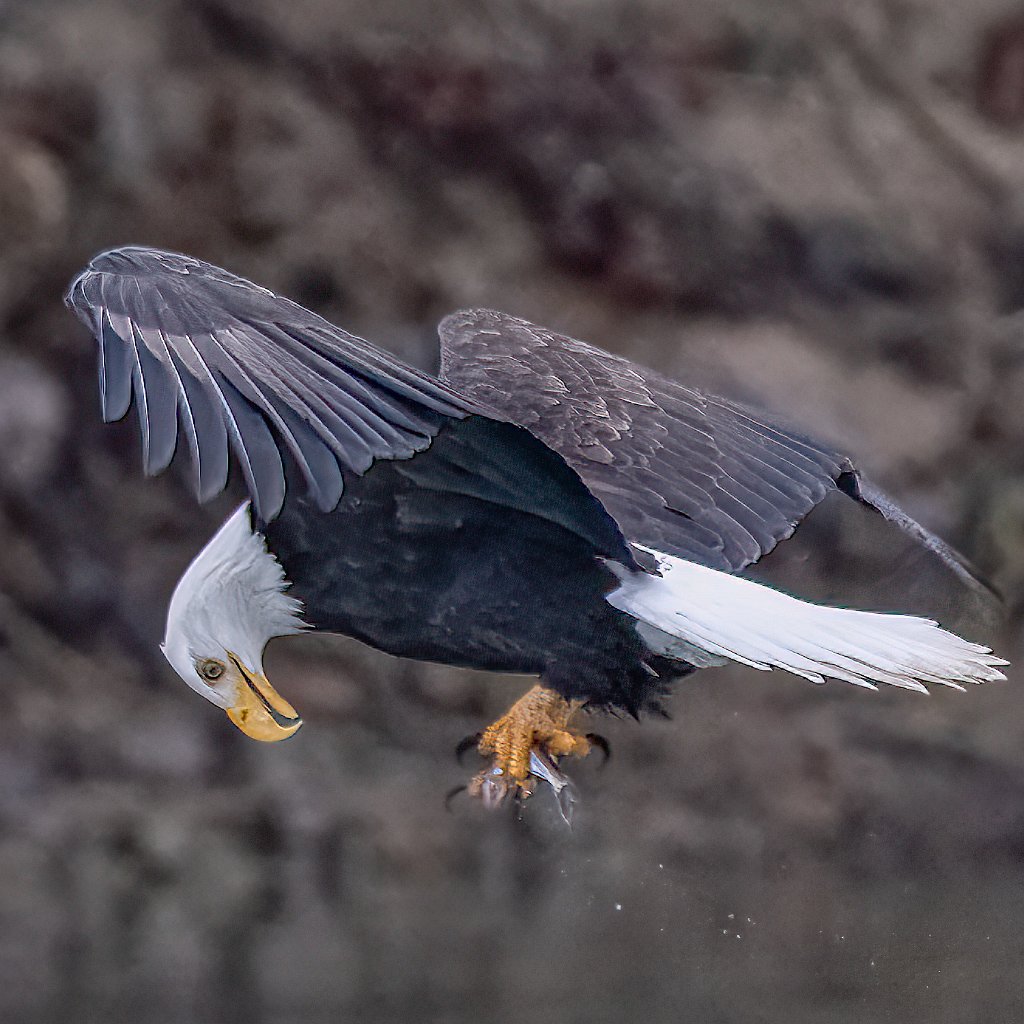 Z09_1304-Edit-Enhanced-SR.jpg - Bald Eagle, Lewis River, WA