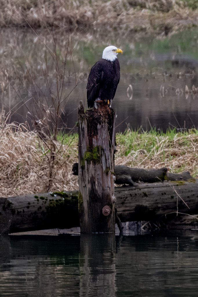 Z09_1800.jpg - Bald Eagle, Lewis River, WA