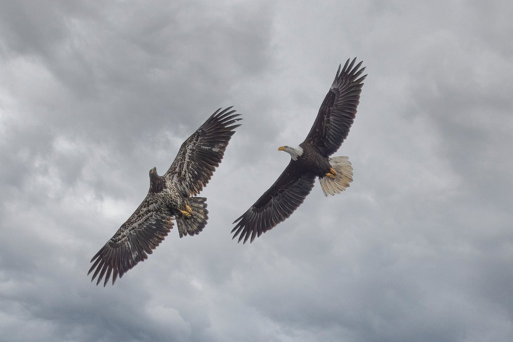 Z09_1974-Edit.jpg - Bald Eagle, Lewis River, WA