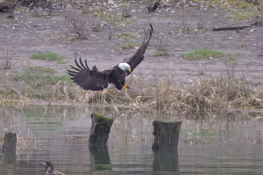 Z09_2024.jpg - Bald Eagle, Lewis River, WA