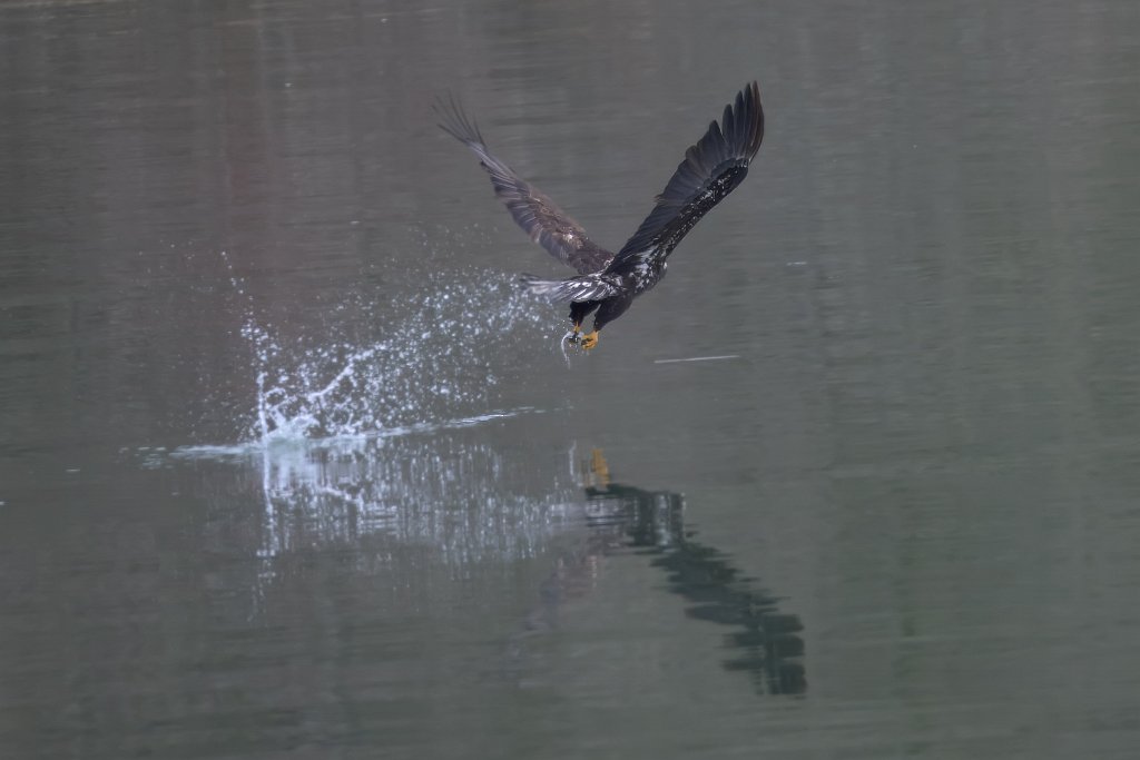 Z09_2188.jpg - Bald Eagle, Lewis River, WA