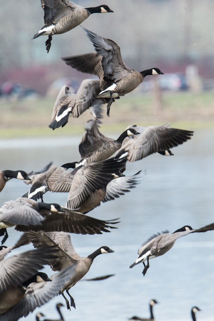 D04_4310.jpg - Canada Goose/Geese