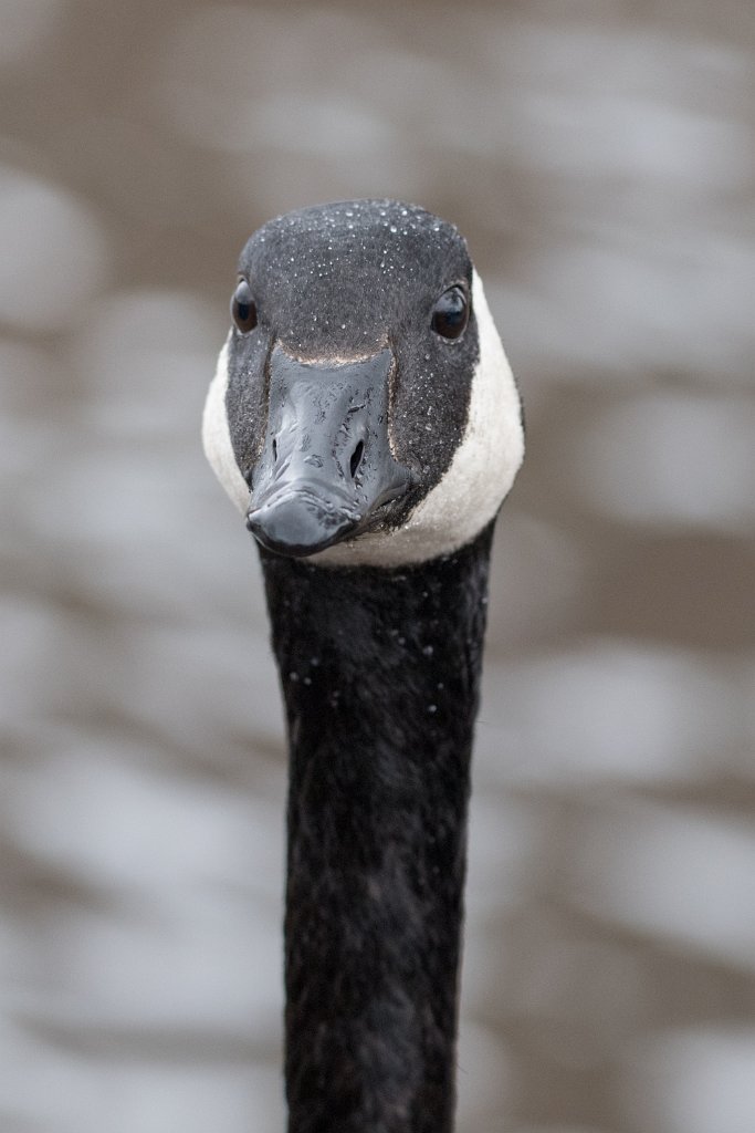 D05_1451.jpg - Canada Goose/Geese