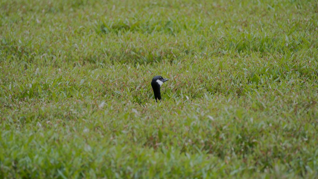 D05_1829.jpg - Canada Goose/Geese