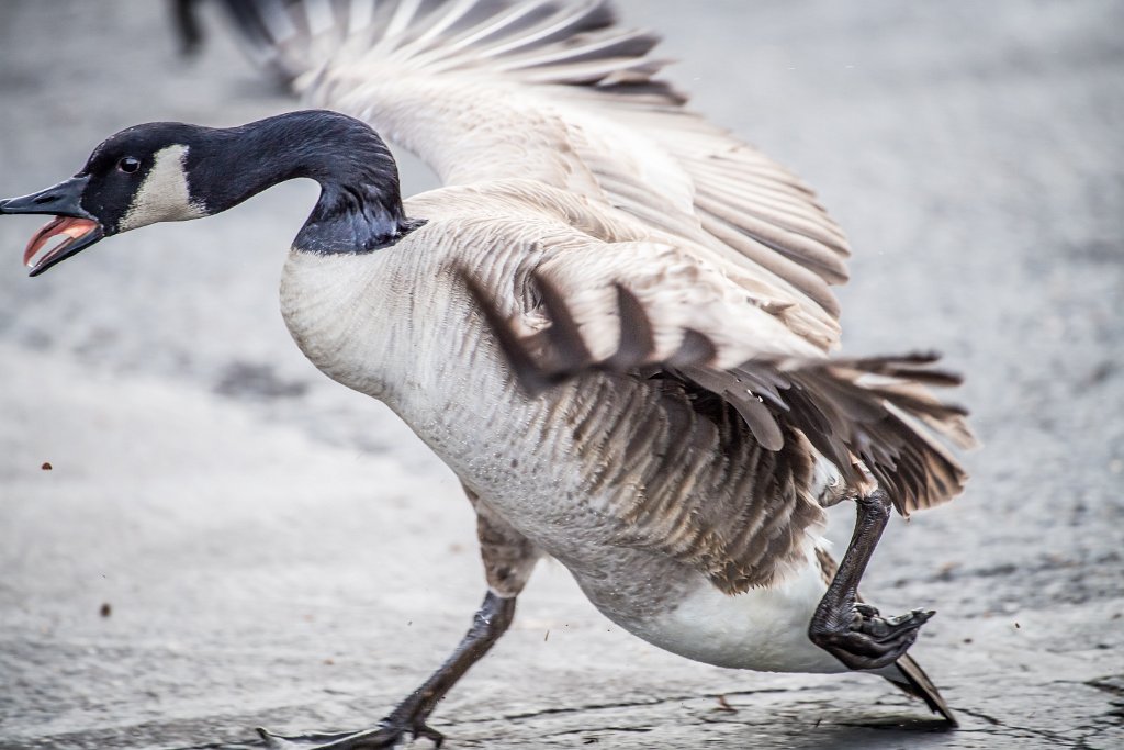 D05_1936.jpg - Canada Goose/Geese