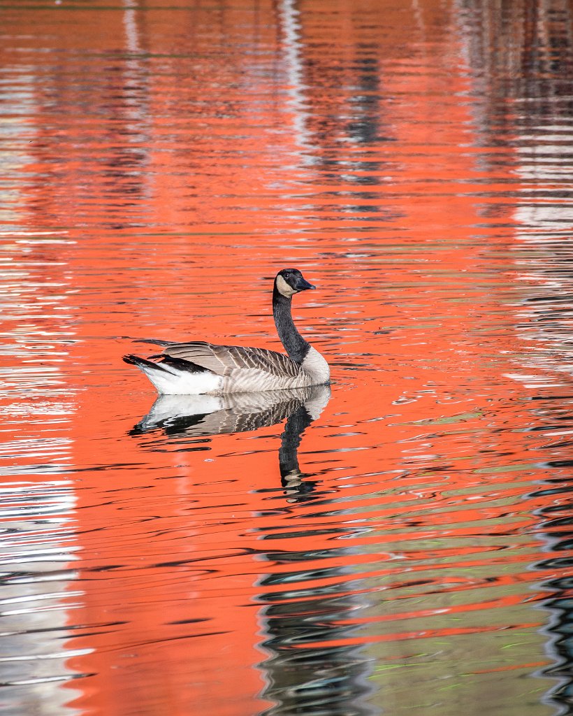 D05_2640.jpg - Canada Goose