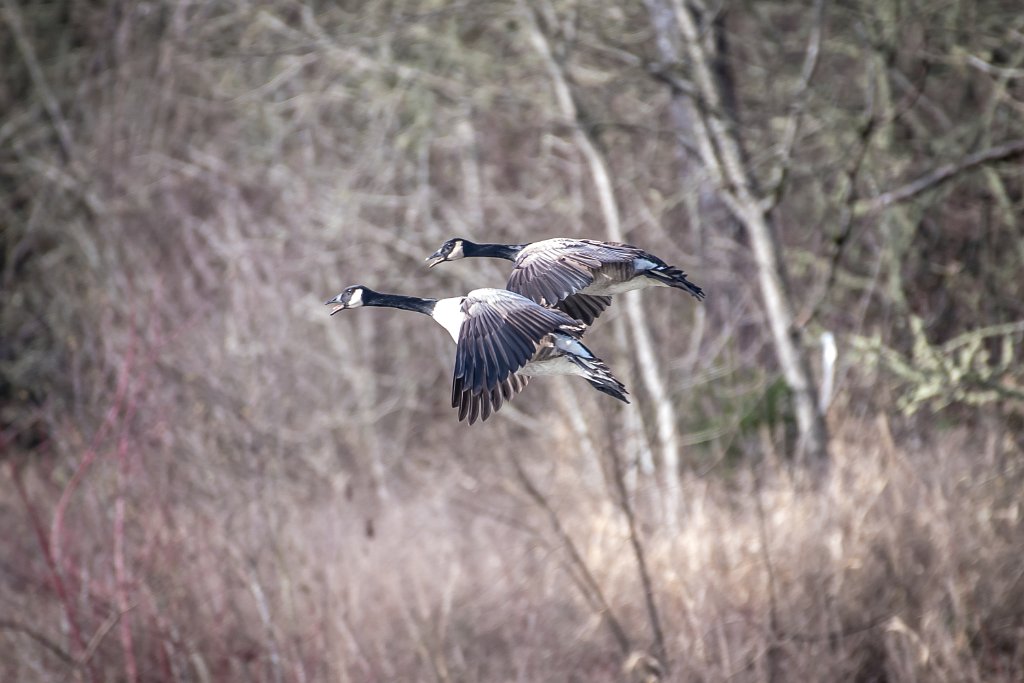 D05_3267.jpg - Canada Goose/Geese