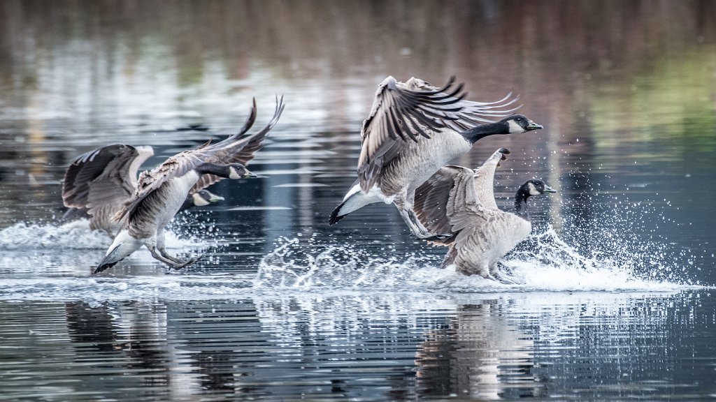 D05_3344.jpg - Canada Goose/Geese