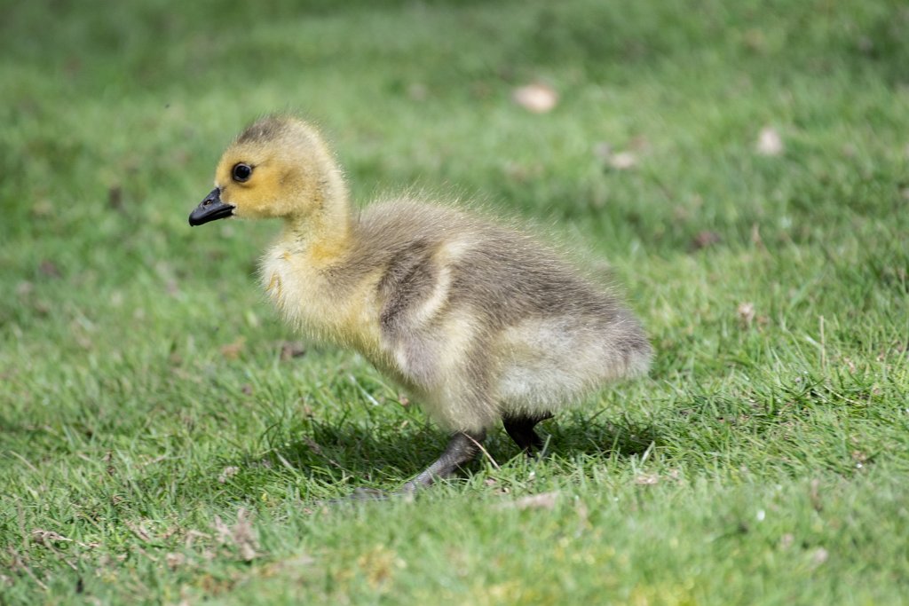 D05_3362.jpg - Canada Goose/Geese