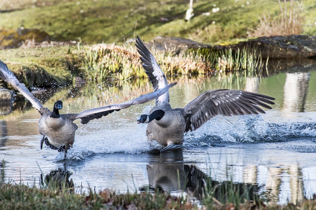 D05_5472.jpg - Canada Goose/Geese