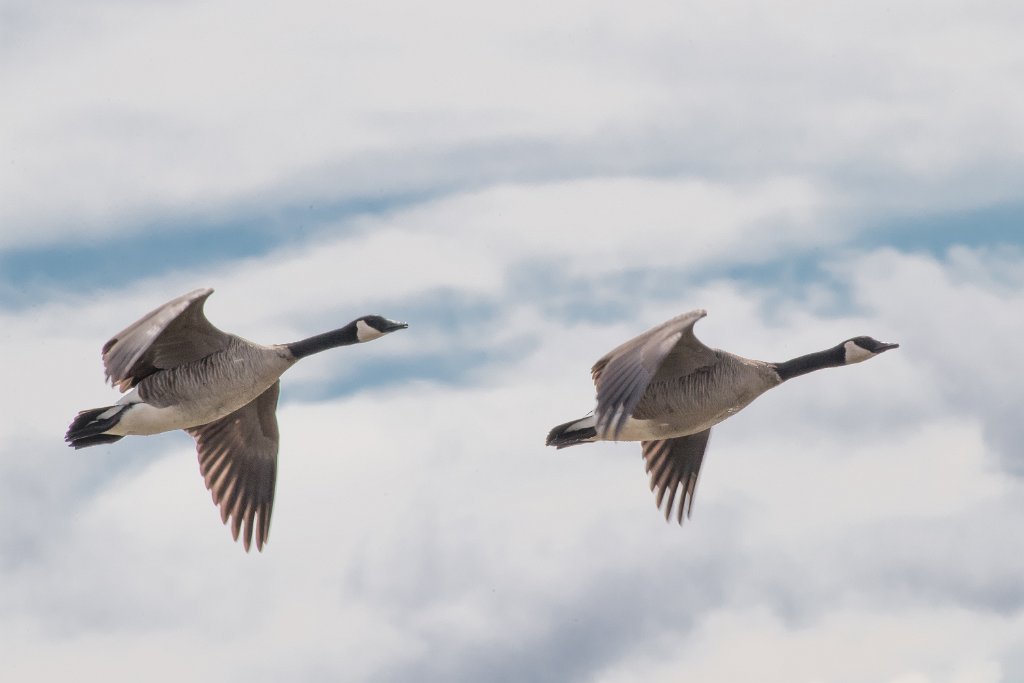 D05_6533.jpg - Canada Goose/Geese