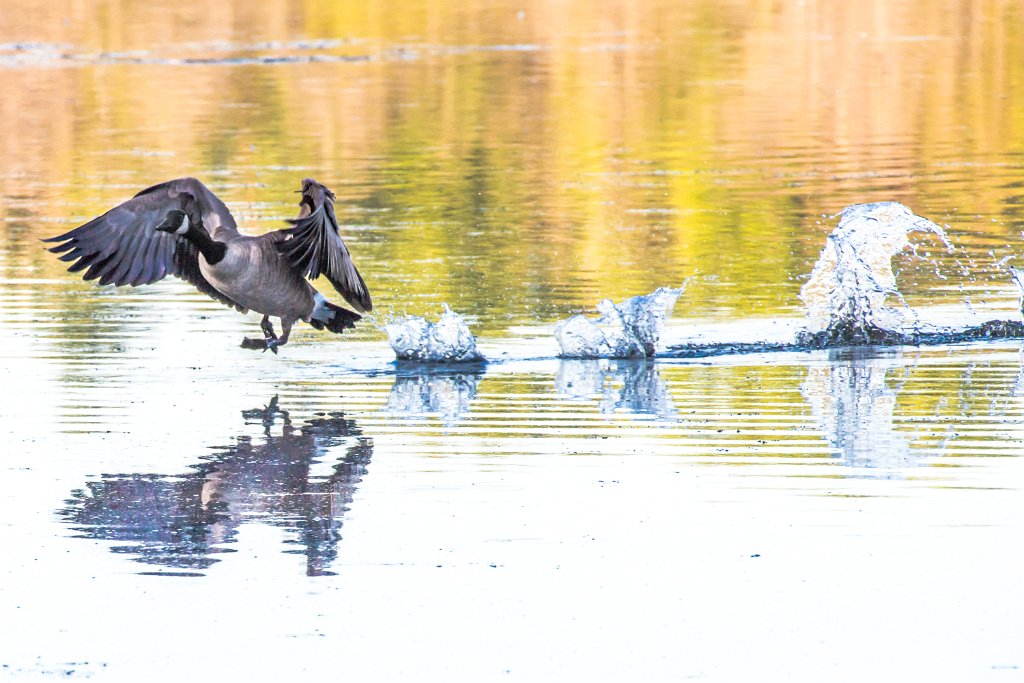 D05_6885.jpg - Canada Goose/Geese