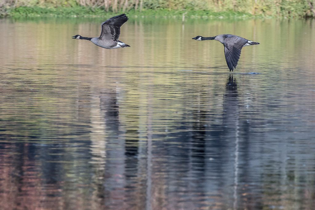 D05_8538.jpg - Canada Goose/Geese