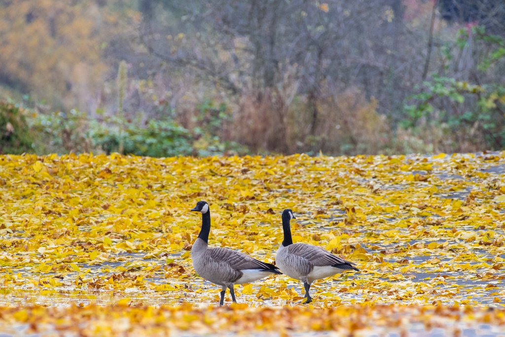 D05_8911.jpg - Canada Goose/Geese