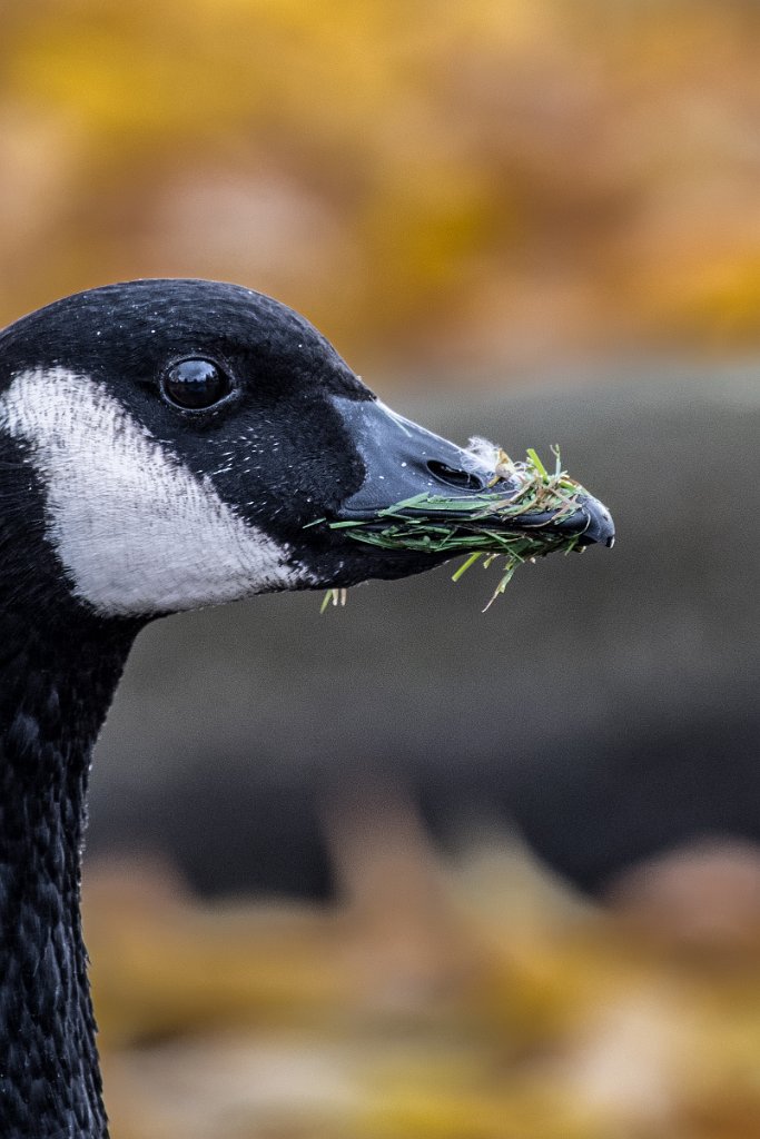 D05_8929.jpg - Canada Goose/Geese