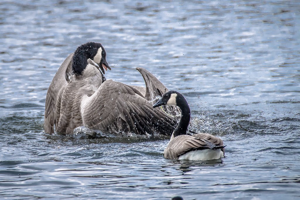 D05_8958.jpg - Canada Goose/Geese