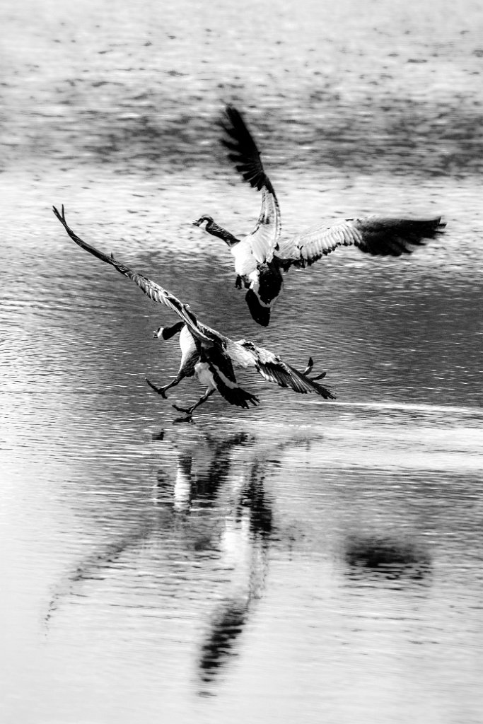 D80_1335-Edit.jpg - Canada Goose/Geese