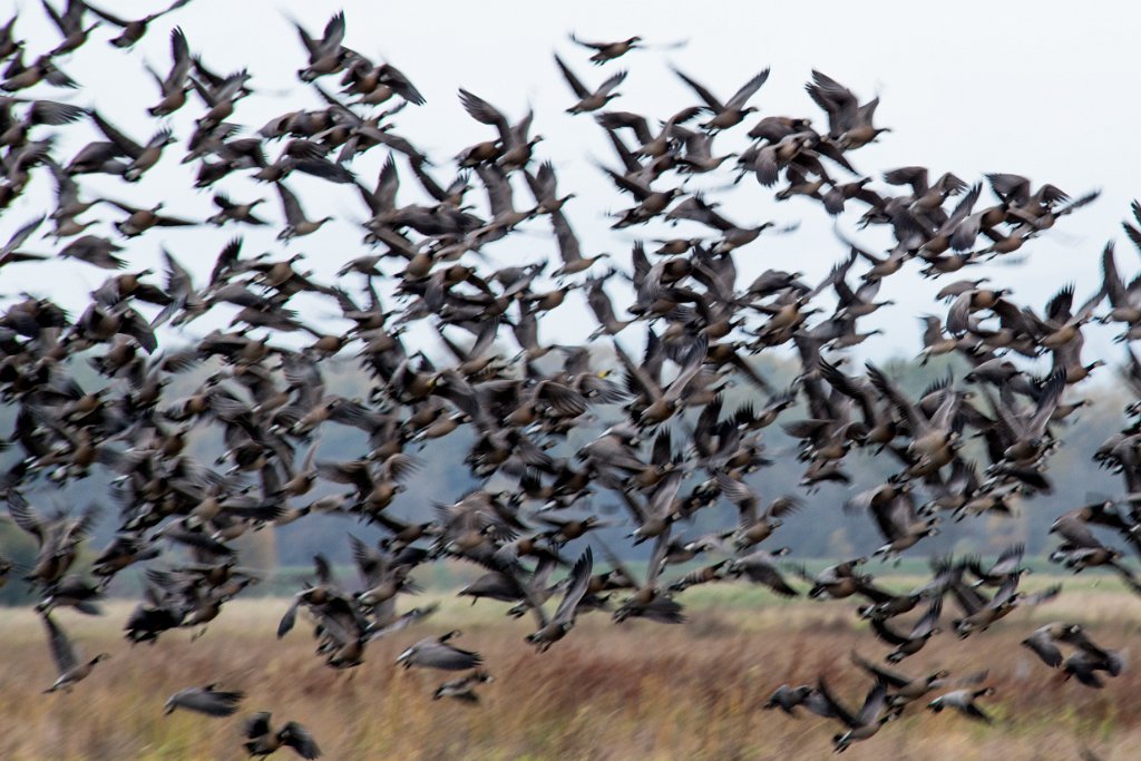 D80_1575.jpg - Canada Goose/Geese