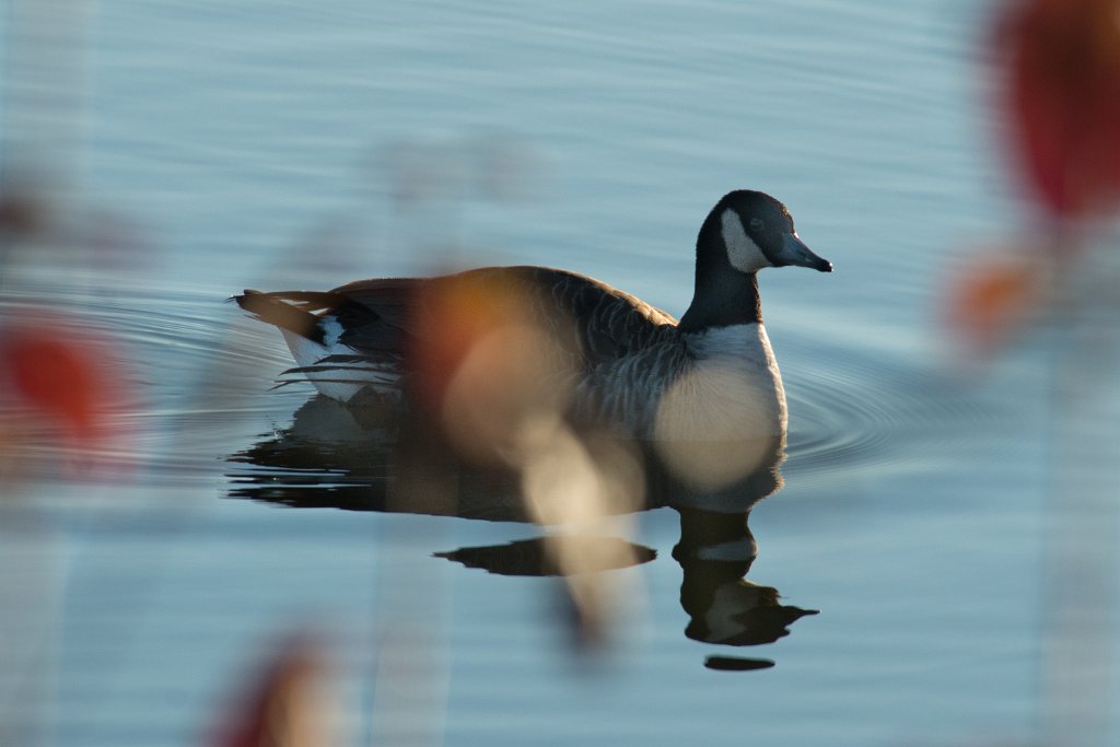 D80_2504.jpg - Canada Goose/Geese