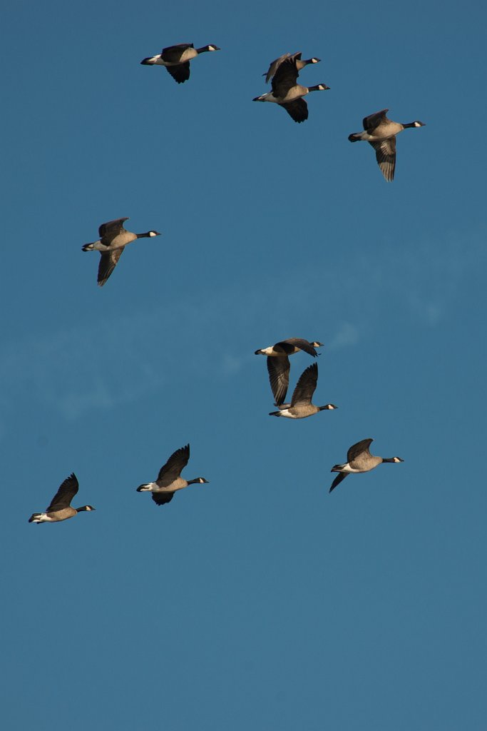 D80_2703.jpg - Canada Goose/Geese