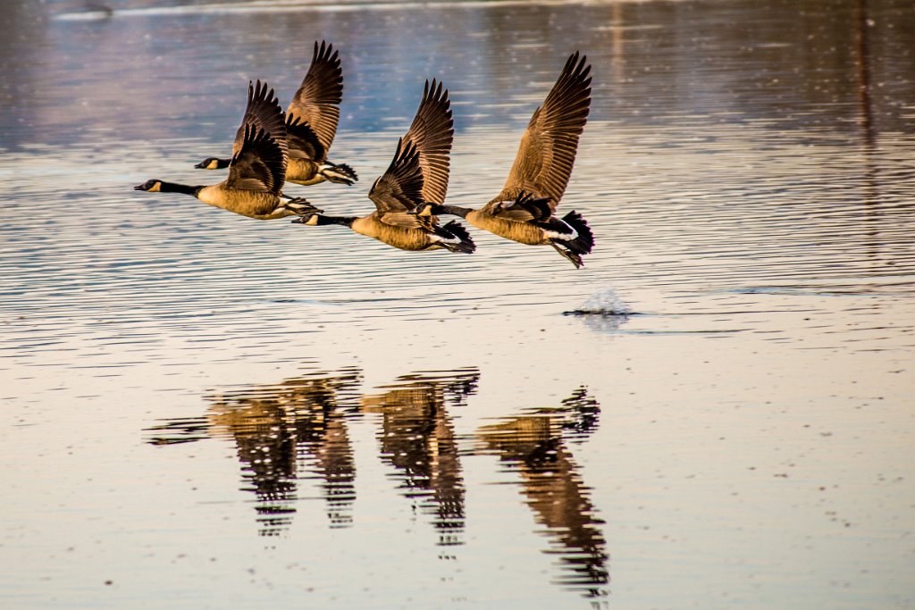 D80_3106.jpg - Canada Goose/Geese