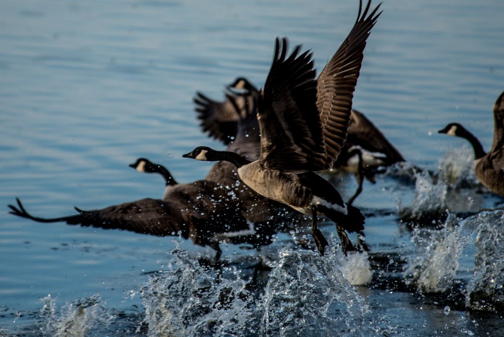 D80_3129.jpg - Canada Goose/Geese