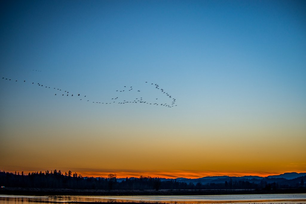 D80_4803.jpg - Canada Goose/Geese