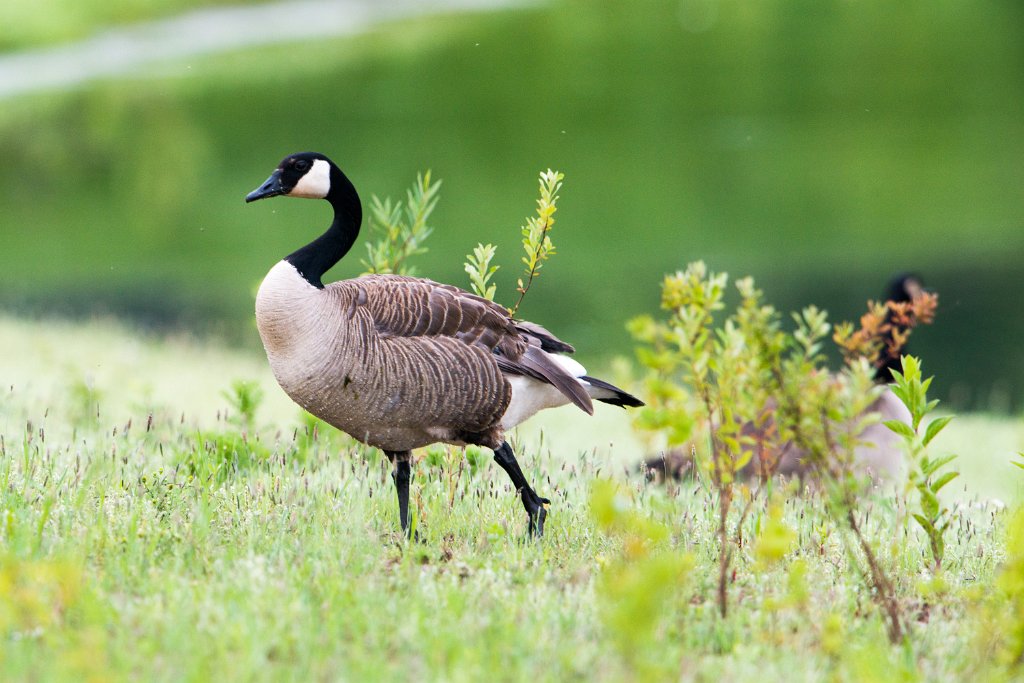 D80_5783.jpg - Canada Goose/Geese