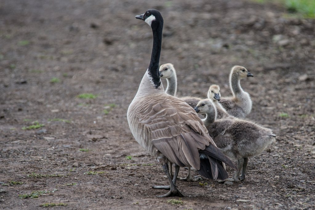 D80_7243.jpg - Canada Goose/Geese