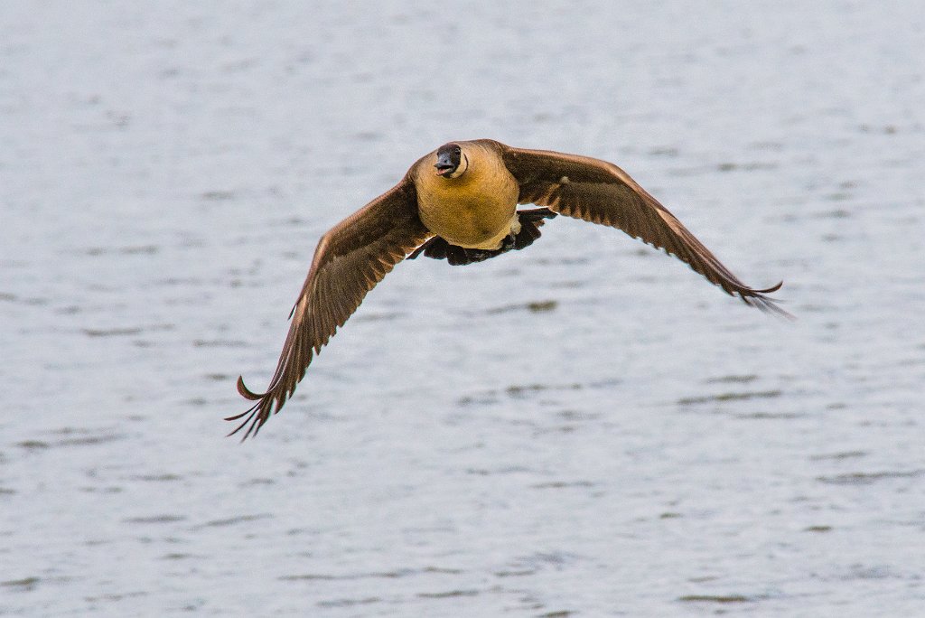 D80_7288.jpg - Canada Goose/Geese