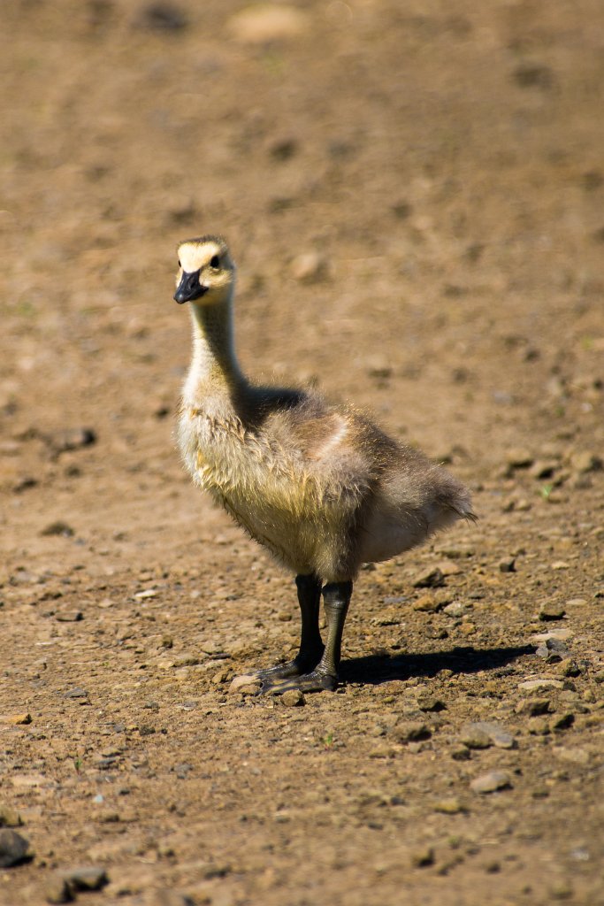 D80_9114.jpg - Canada Goose/Geese