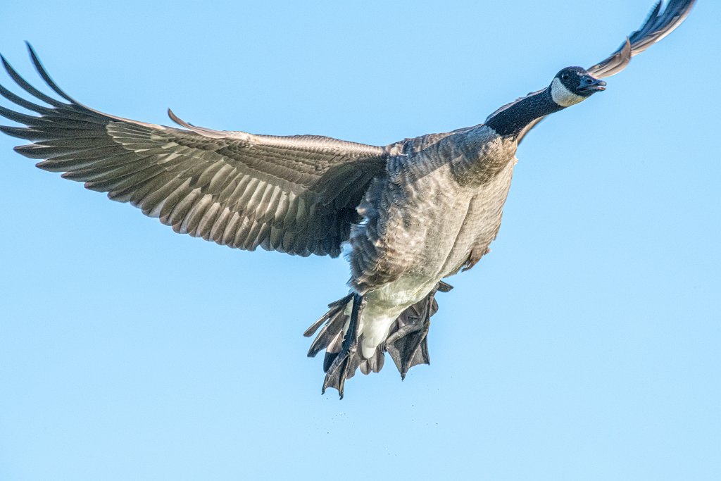 D85_0905.jpg - Canada Goose/Geese