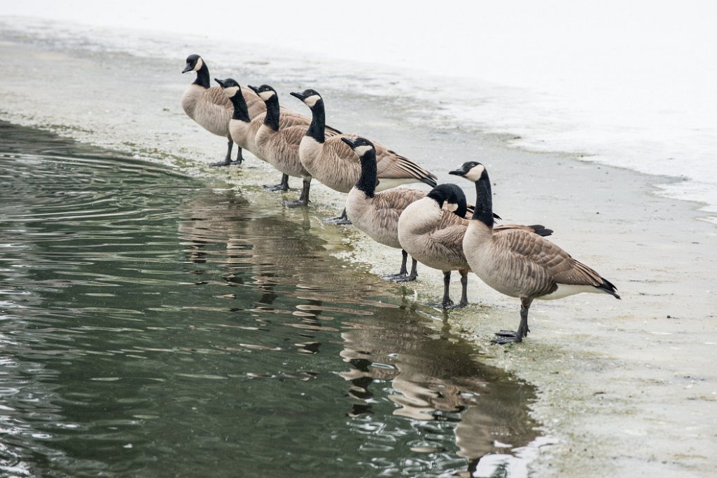 DSC_7131.jpg - Canada Goose/Geese