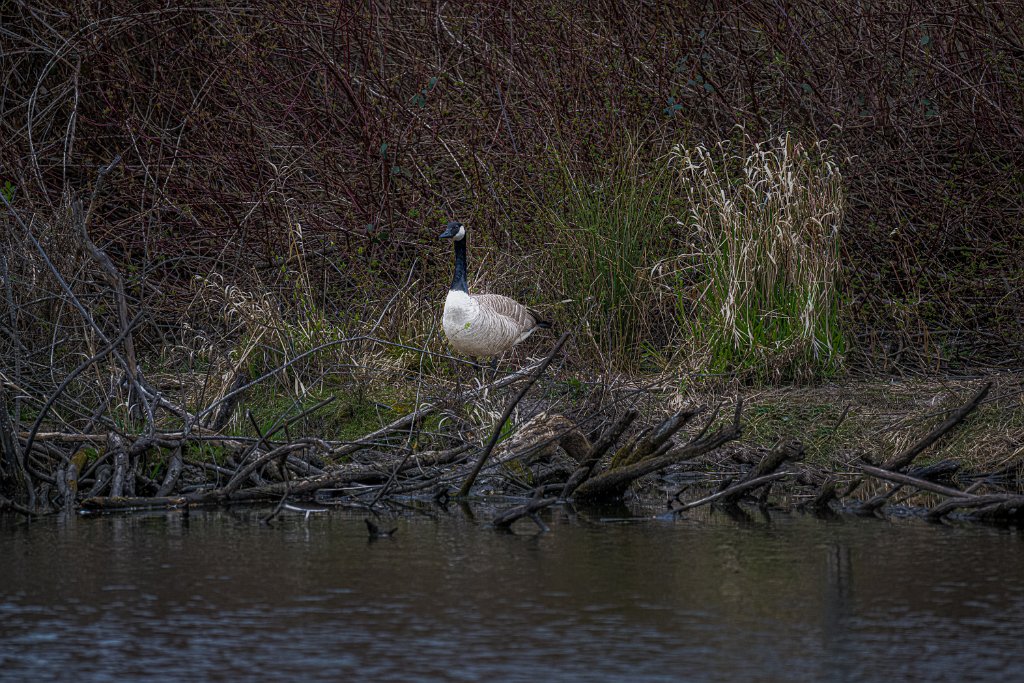 Z09_3670-Edit.jpg - Canada Goose