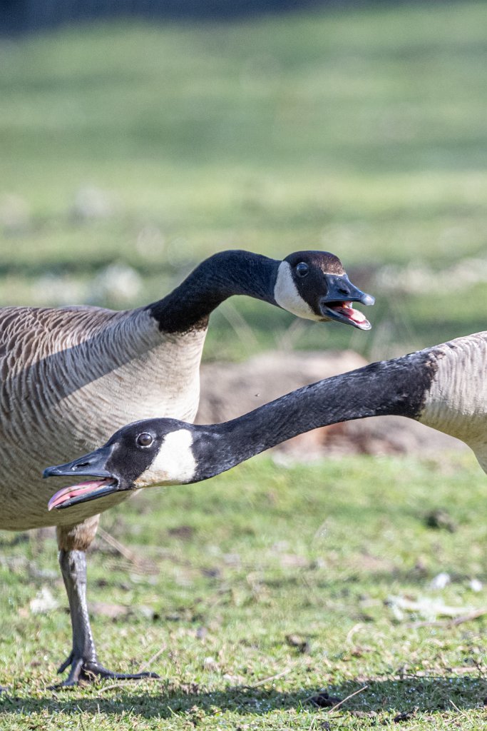 Z09_4579.jpg - Canada Geese