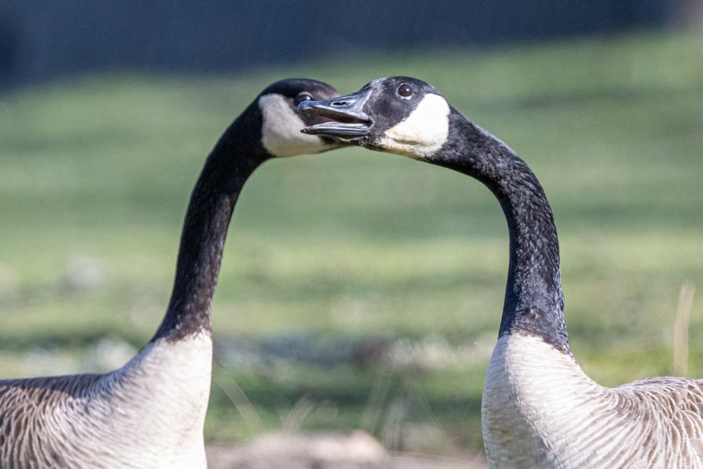 Z09_4581.jpg - Canada Geese