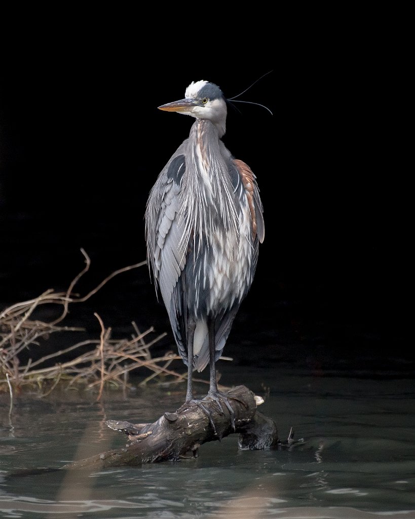 D05_0461.jpg - Great Blue Heron