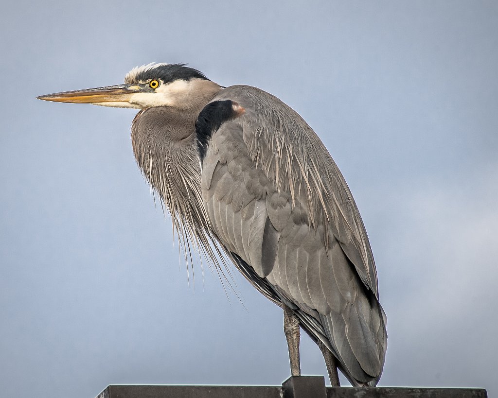 D05_1897.jpg - Great Blue Heron