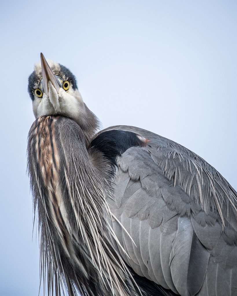 D05_1908.jpg - Great Blue Heron